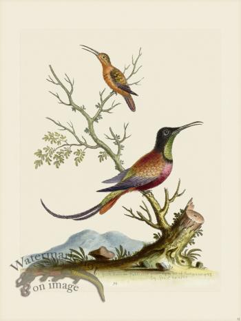 Edwards 032 Long tail'd Red Humming Bird